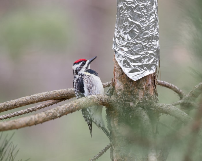 Oiseau regardant un tronc d'arbre enveloppé dans du papier aluminium