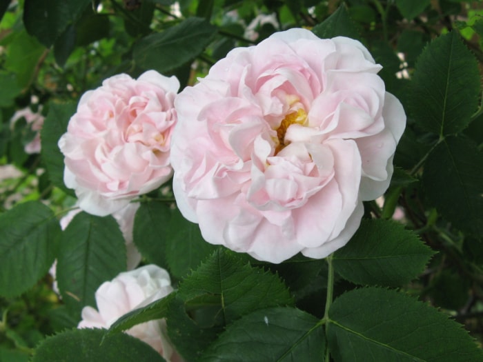 Grandes fleurs de rosier Alba rose clair.