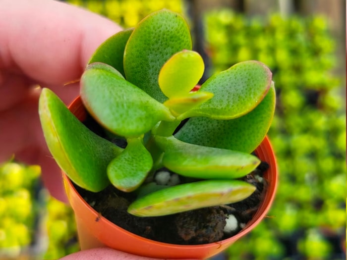 Une personne tenant une plante de jade naine en pot pour terrariums.