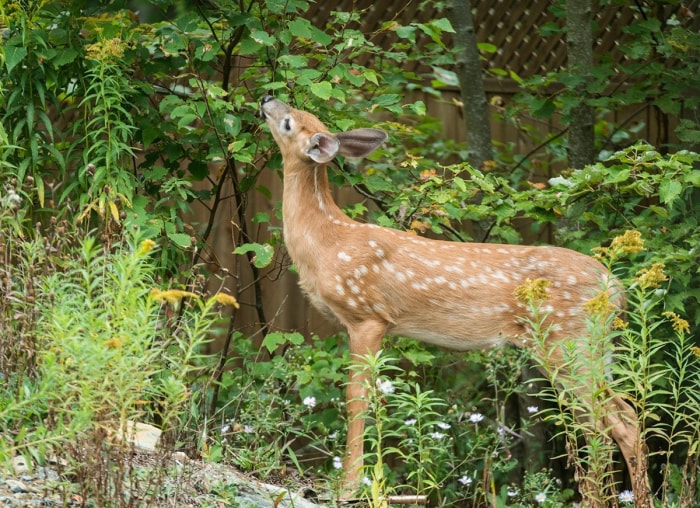 20 conseils pour éloigner toutes les bestioles de votre cour et de votre jardin