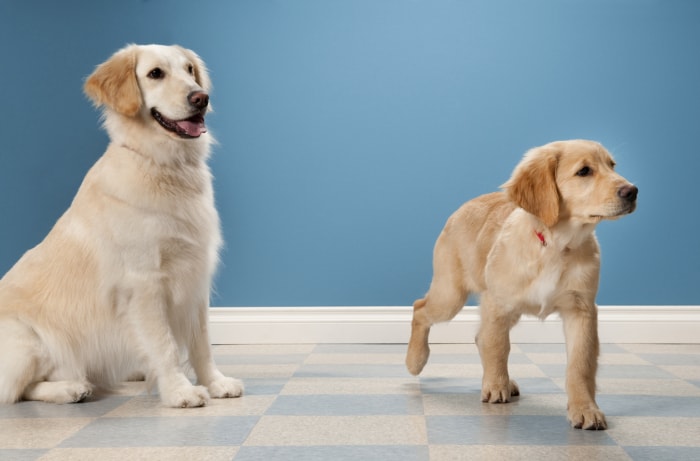 Mère et fille Golden Retrievers