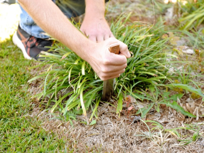 Une personne utilisant le couteau hori hori Truly Garden pour déterrer une plante dans une cour.