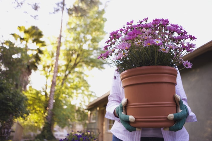 Une femme porte un pot en terre cuite contenant des fleurs roses.