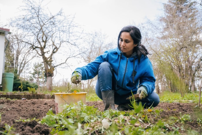 Une jardinière désherbe son potager à l'automne en utilisant des méthodes de lutte intégrée contre les ravageurs.