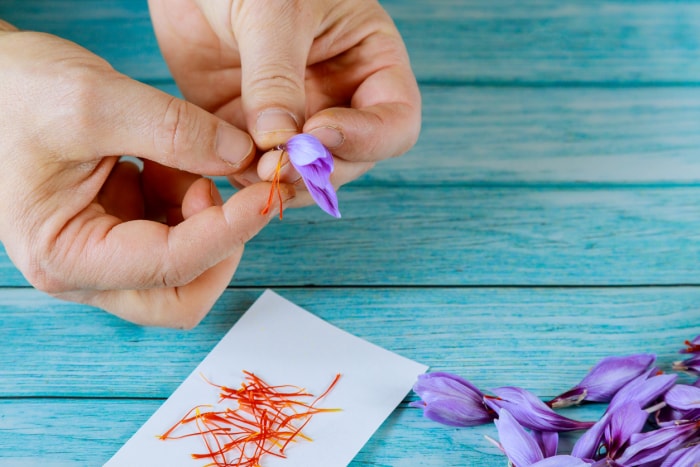 iStock-1286147451 comment faire pousser du safran L'homme sépare les étamines d'une fleur de safran