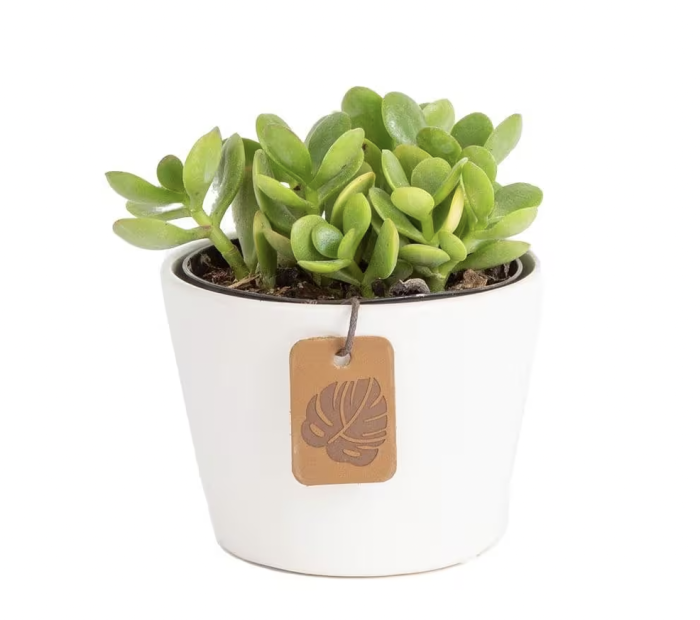 plantes d'intérieur-poussière-jade-plante-dans-un-pot-blanc-sur-arrière-plan-blanc