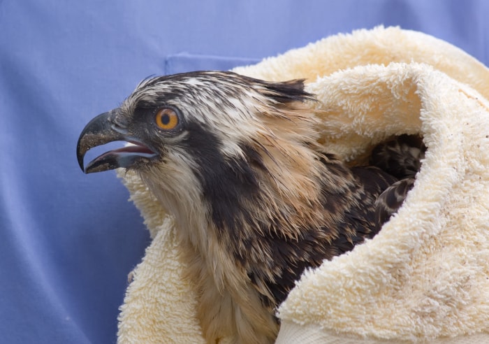 un oiseau de proie dans un sanctuaire d'oiseaux