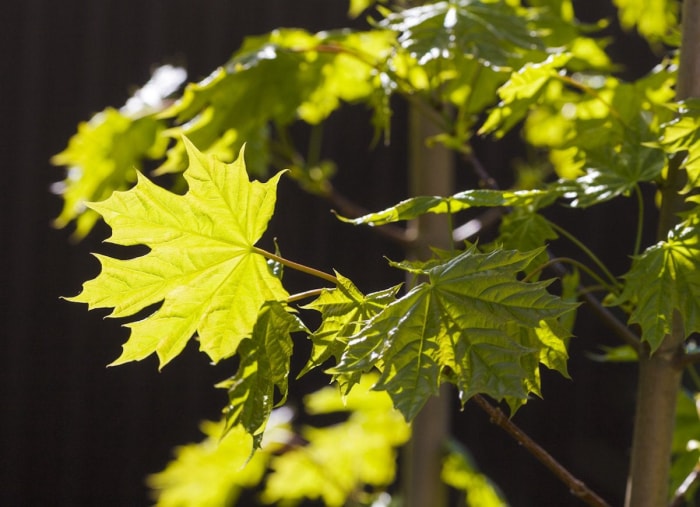 Les 15 pires plantes envahissantes d'Amérique