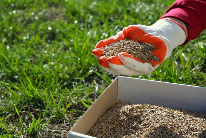 Une main avec un gant de jardinage rouge plante des graines de gazon.