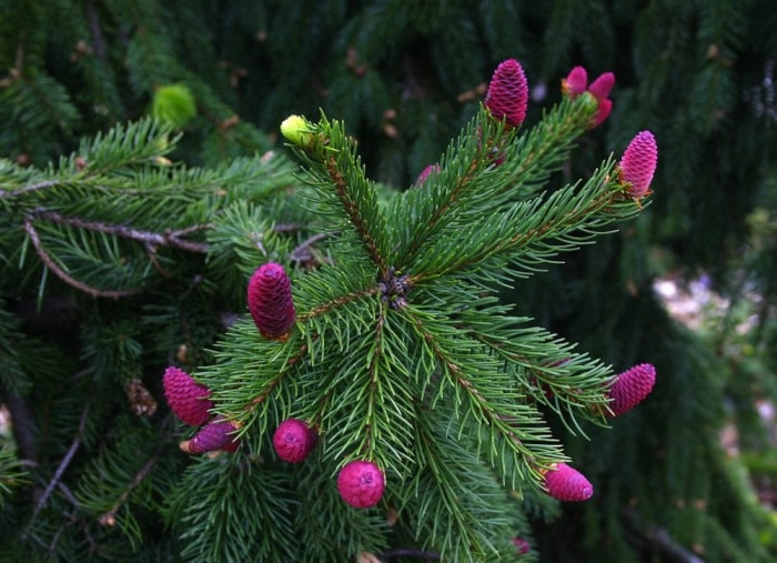 Égayez votre porche d'hiver avec 8 plantes qui aiment le froid