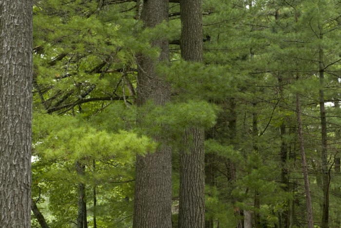 arbre d'ombrage à croissance rapide, pin blanc de l'Est