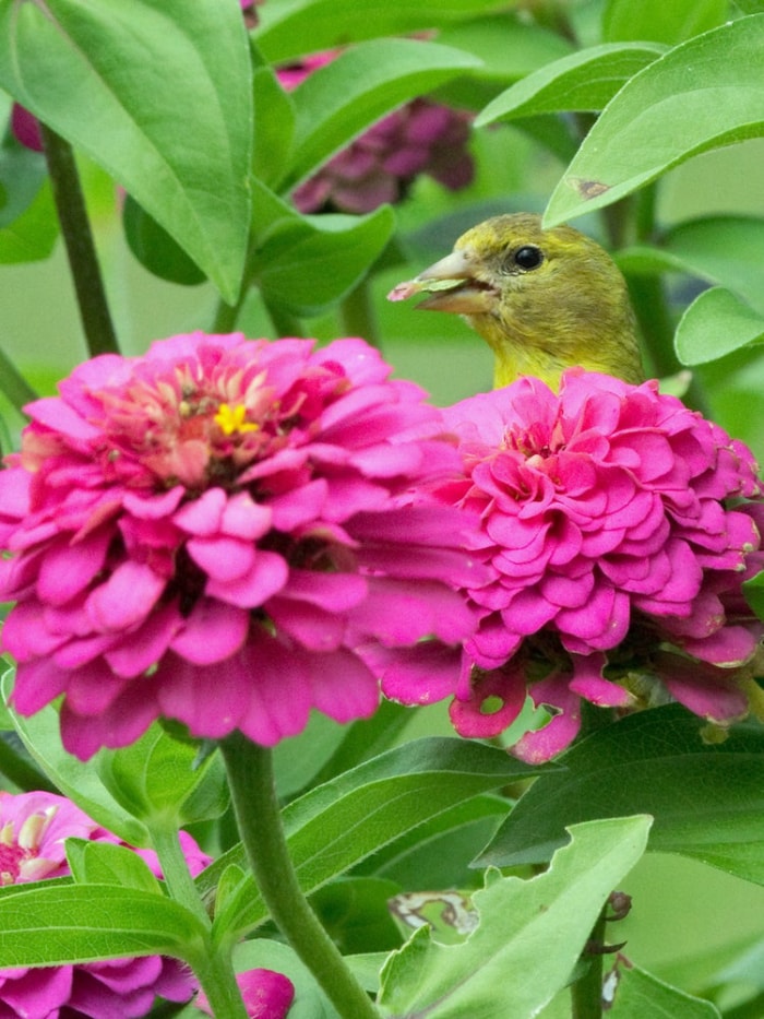 10 plantes de jardin qui nourriront les oiseaux de basse-cour en automne et en hiver