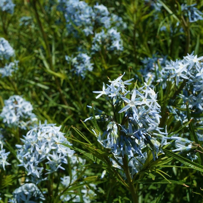 L'étoile bleue de l'Arkansas fleurit dans un champ vert. 