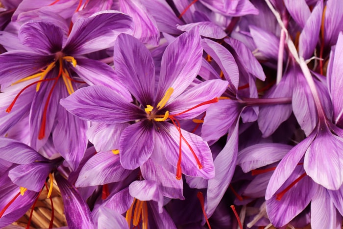 iStock-1279838817 comment faire pousser du safran Crocus sativus, communément appelé crocus safran ou crocus d'automne