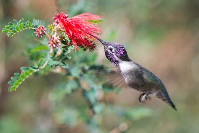 types de colibris