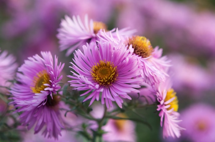 Fleurs d'aster pourpre