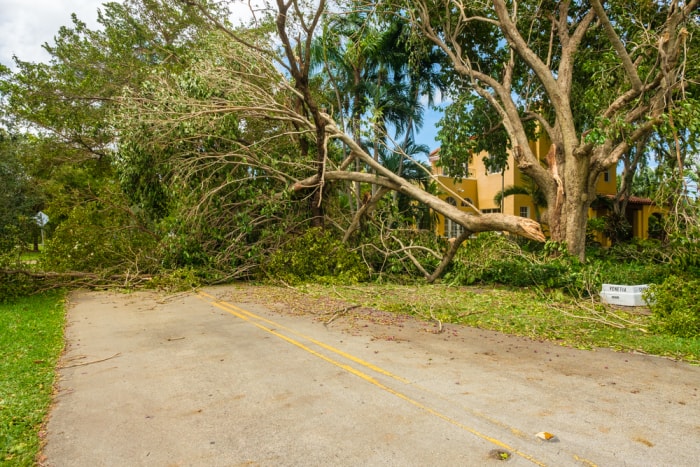 10 signes indiquant qu'un arbre dans votre jardin doit être abattu