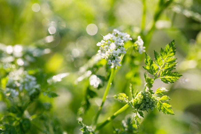 plantes pièges