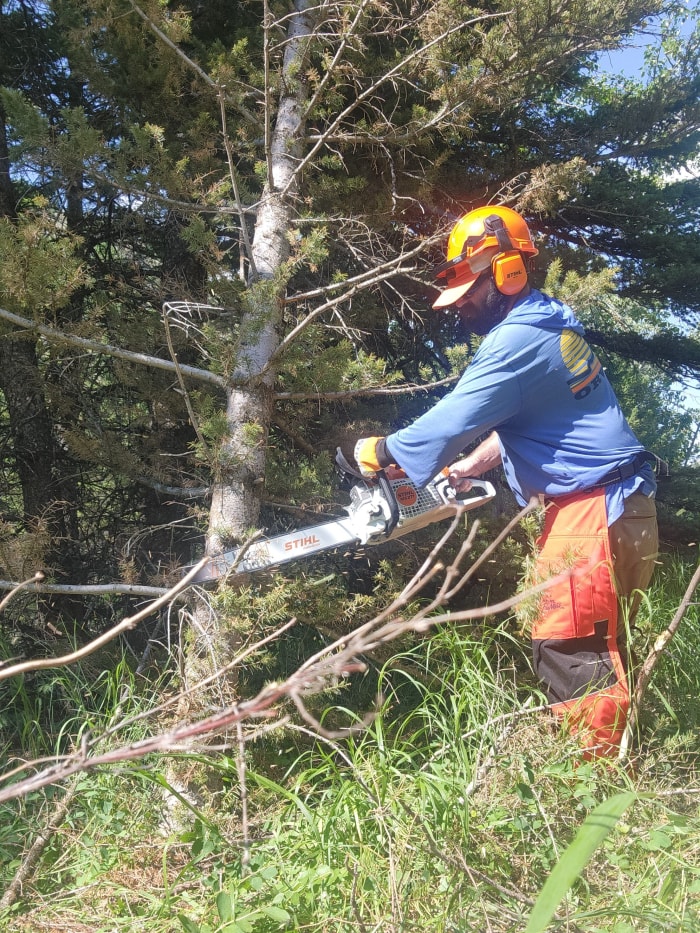 Un homme coupe un tronc d'arbre avec une tronçonneuse