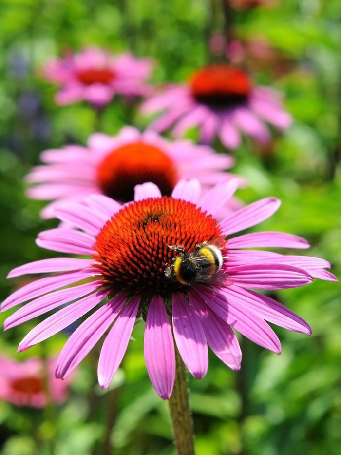 50 plantes qui prospèrent dans n’importe quel jardin