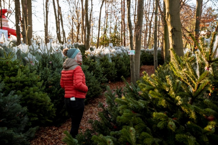 Combien de temps dure un arbre de Noël ? - une femme regarde des arbres de Noël