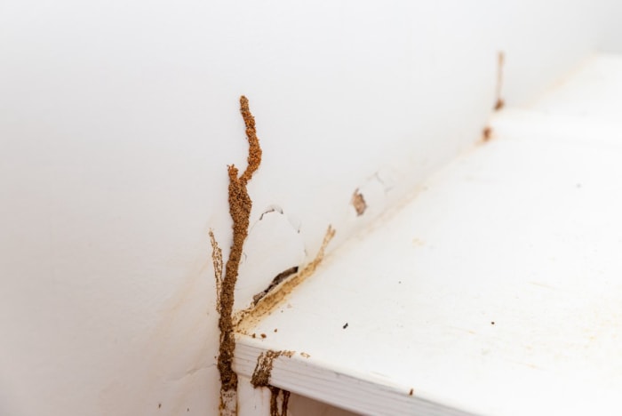 Mur de la maison montrant les dégâts causés par les termites.