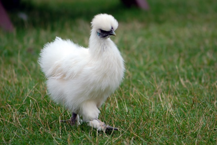 types de poulets