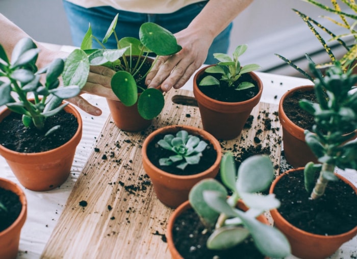 10 plantes d'intérieur que vous pouvez multiplier le plus rapidement possible pour un jardin intérieur en constante expansion