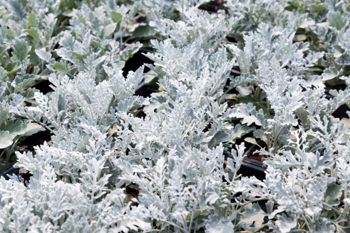 Plantes de meunier blanc