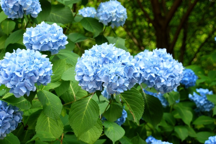 Fleurs d'hortensia bleu.