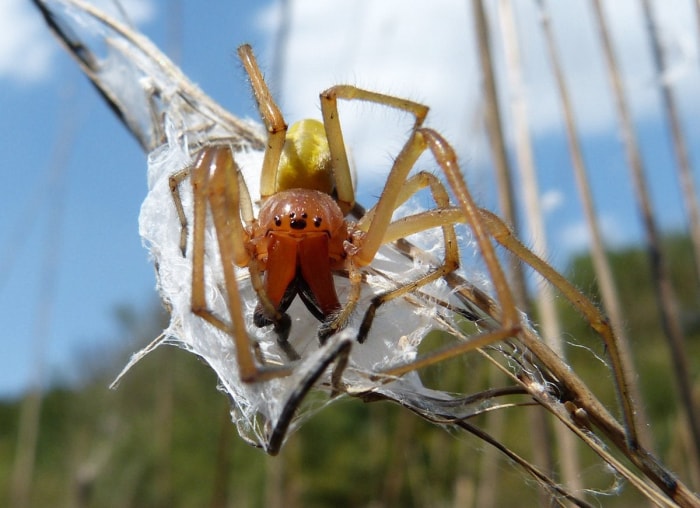 Les 10 insectes les plus dangereux à surveiller cet été