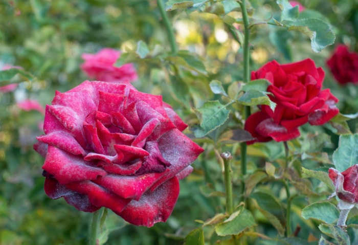 iStock-1056214736 oïdium sur plantes oïdium sur rosier rose foncé