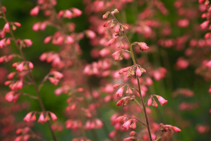 Fleurs de clochette de corail rose en fleurs dans le champ.