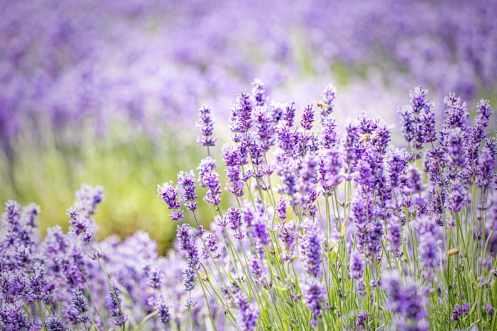 Un champ de lavande violette est en fleurs.