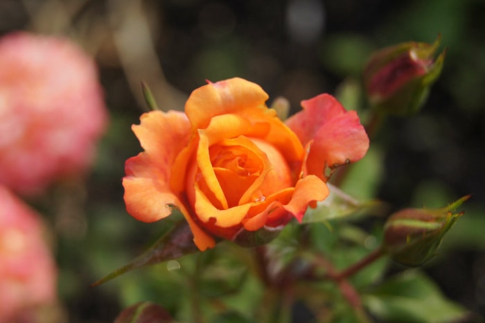 Gros plan sur une rose orange