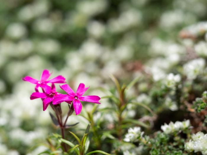 Plante couvre-sol - Le phlox de Columbia se lève après l'hiver.