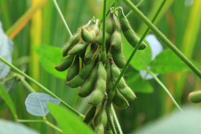 Plante d'edamame avec des haricots.