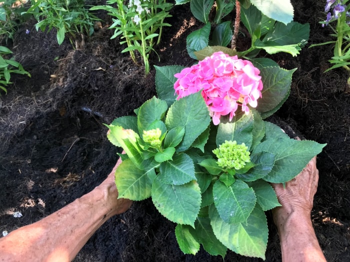 soins de l'hortensia - mains plantant l'hortensia rose