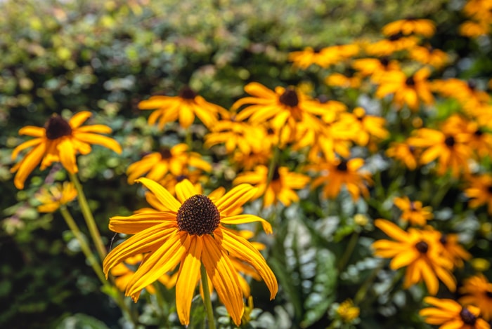 plantes en voie de disparition