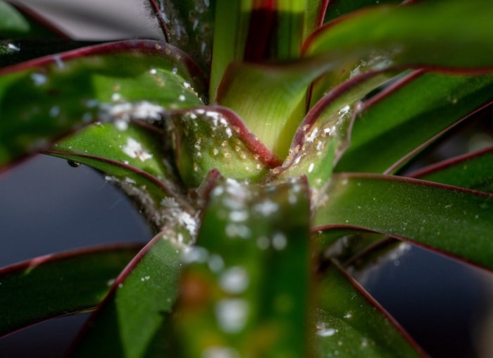 14 symptômes d'une plante d'intérieur malheureuse (et comment les traiter)