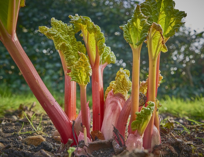 légumes vivaces