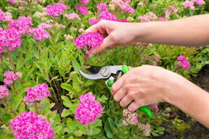 Personne taillant des fleurs de sédum rose à l'aide d'un sécateur