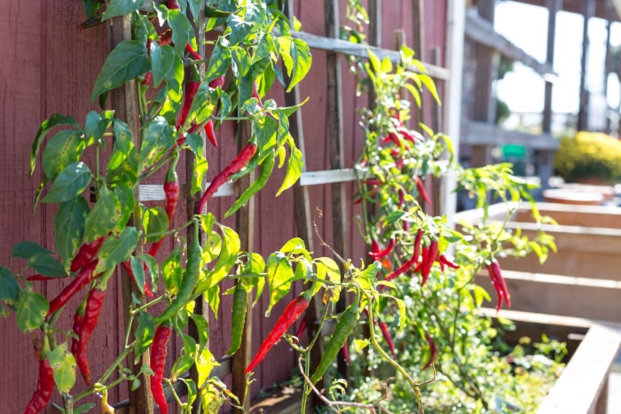 10 tâches de jardinage de saison que vous devriez faire chaque semaine