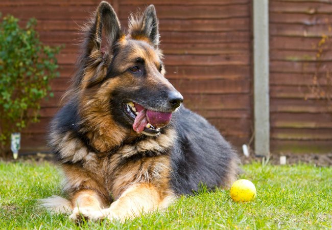 Ce que couvre l'assurance habitation - Les races de chiens à faible risque