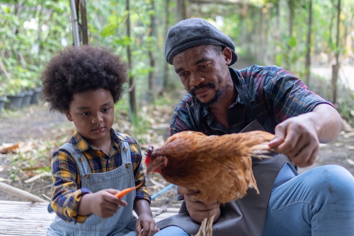 iStock-1397052018 prix des œufs élevage de poules père et fils nourrissant une poule avec des carottes