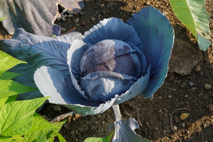 Un chou violet poussant dans un jardin familial.