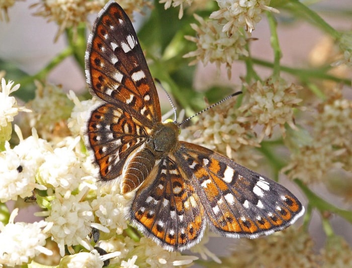 types de papillons