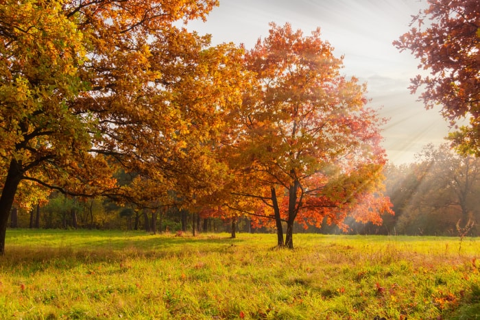 arbres d'ombrage à croissance rapide chêne rouge du nord