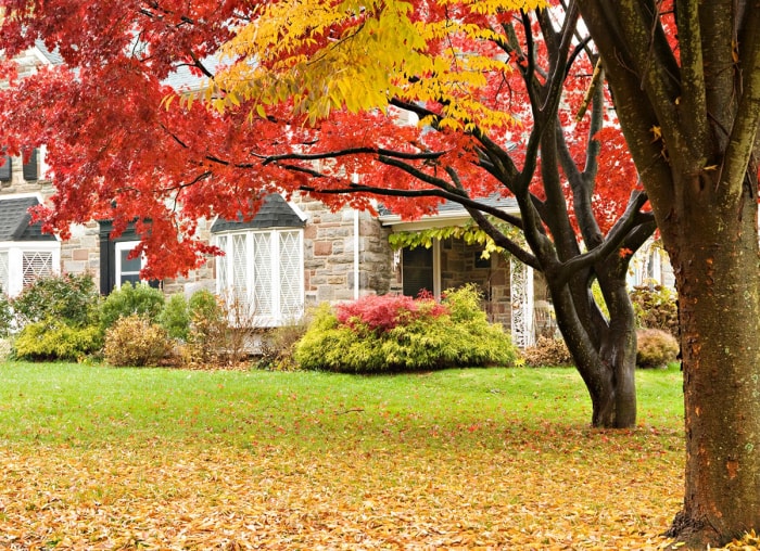 10 façons de faciliter l'entretien de votre pelouse en automne, selon les professionnels