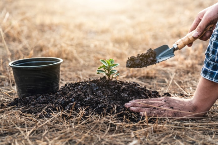 Une personne utilisant un outil de jardinage pour ajouter du compost à une nouvelle plante de jardin.